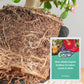 💥Slow-Release Organic Fertilizer In Stick Form For Plants