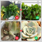 💥Slow-Release Organic Fertilizer In Stick Form For Plants