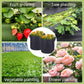 💐New arrival 40% OFF!🌱Micro Aerated Geotextile Plant Grow Bag